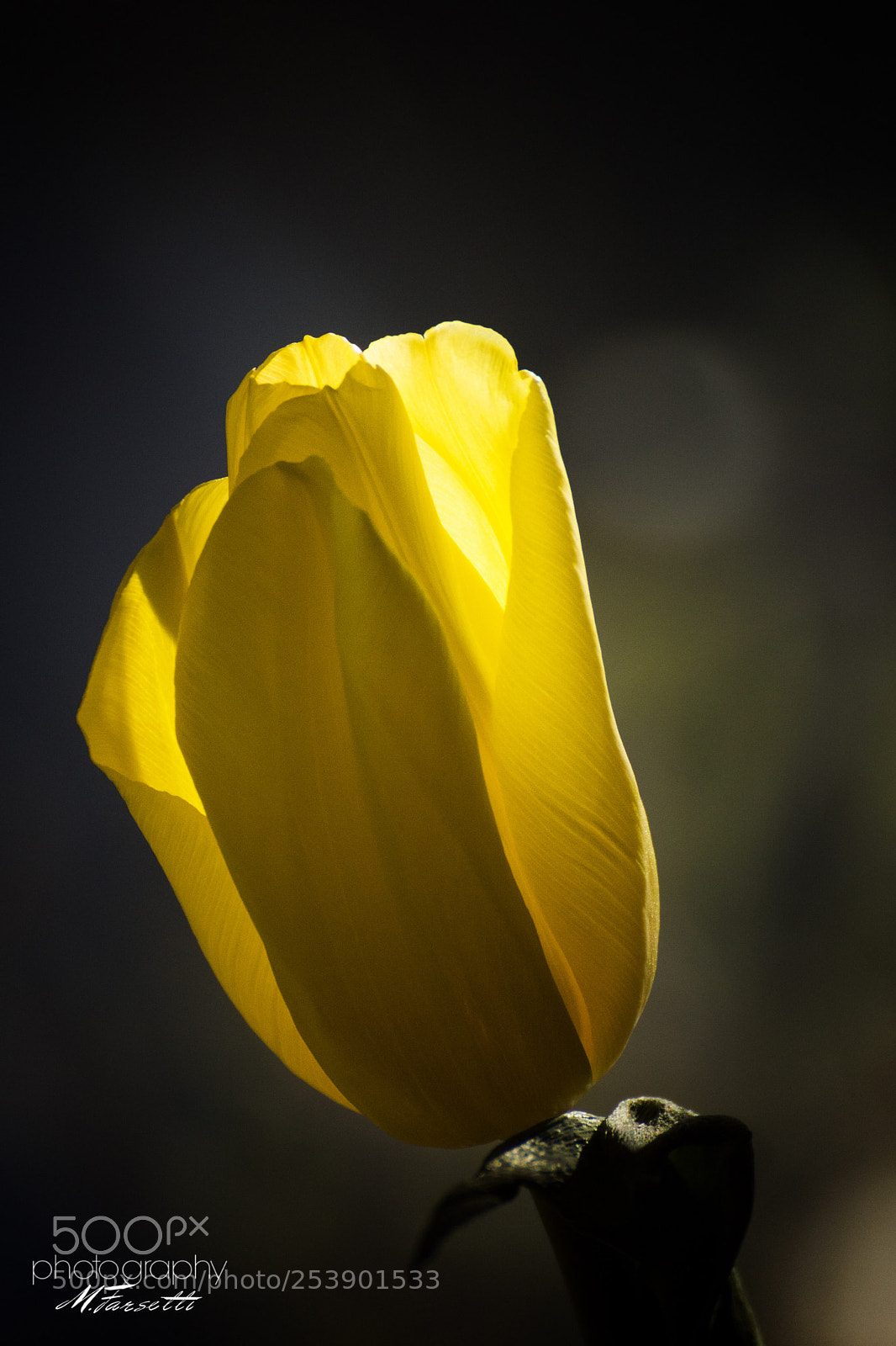 Sony SLT-A77 sample photo. Simply tulip photography