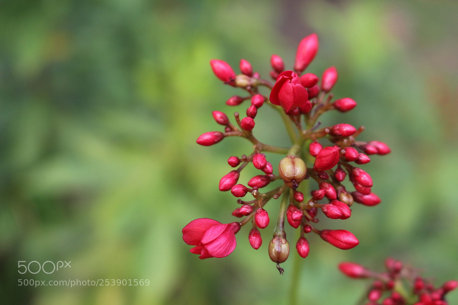 Canon EOS 700D (EOS Rebel T5i / EOS Kiss X7i) sample photo. Tiny wonders... photography