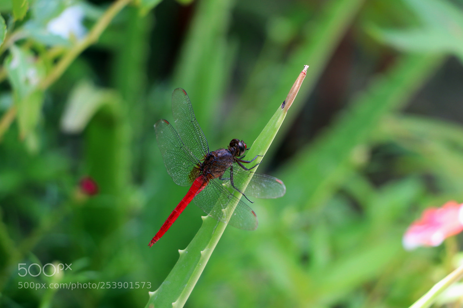 Canon EOS 80D sample photo. Img photography