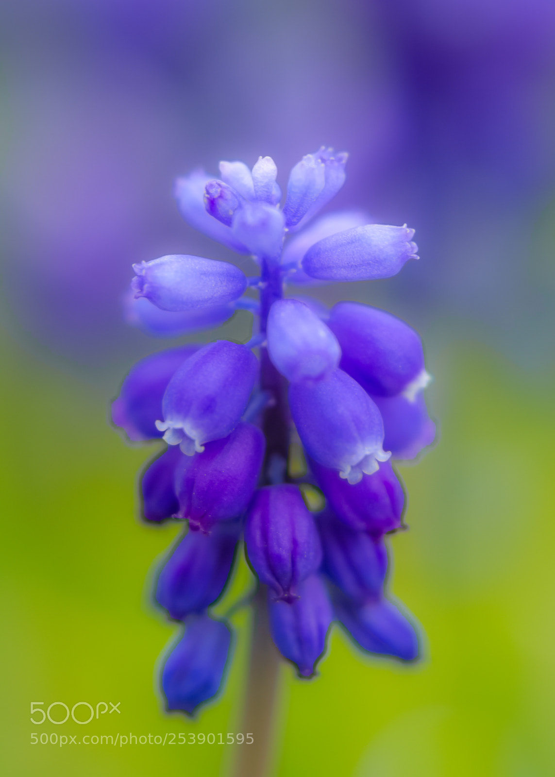 Canon EOS 7D sample photo. Grape hyacinth photography