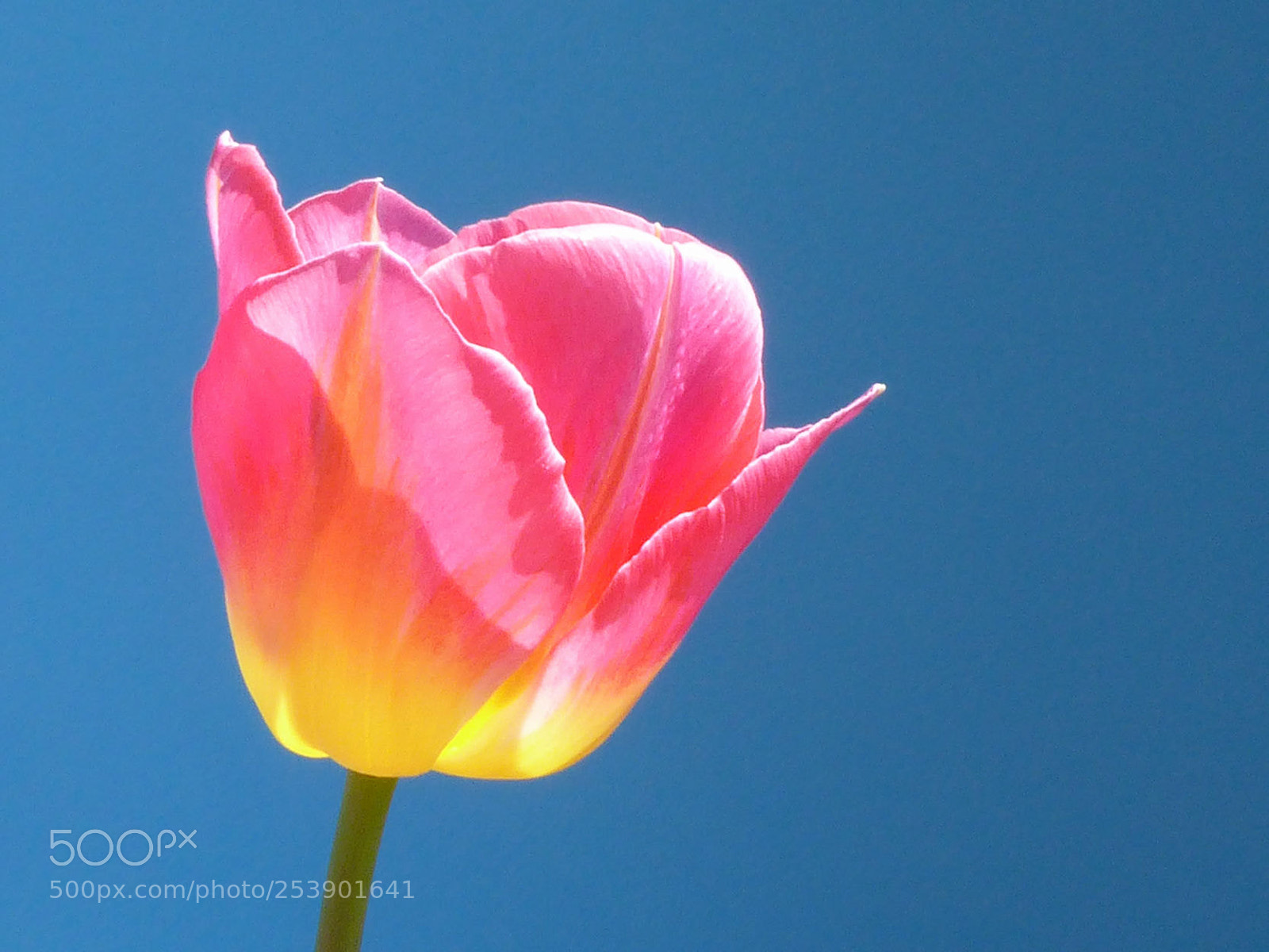 Panasonic Lumix DMC-ZS50 (Lumix DMC-TZ70) sample photo. Bright tulip photography