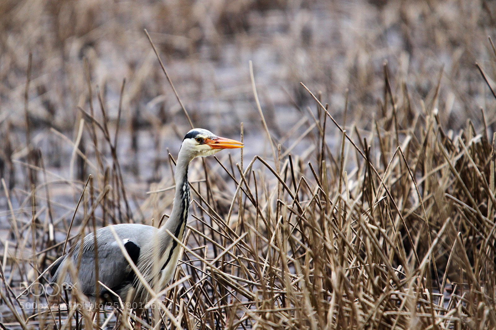 Canon EOS 7D sample photo. Grey heron photography