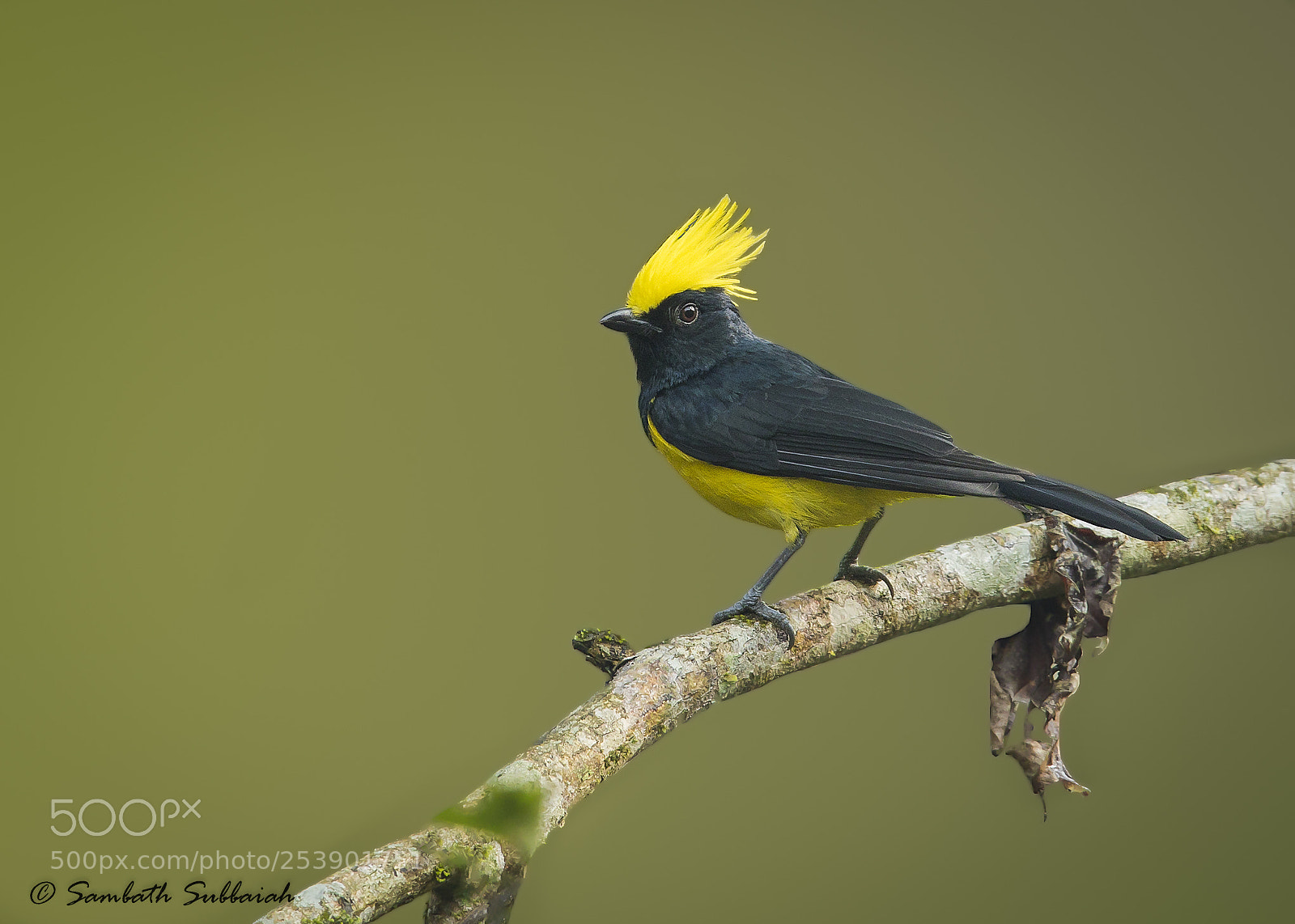 Canon EOS 7D Mark II sample photo. Sultan tit photography