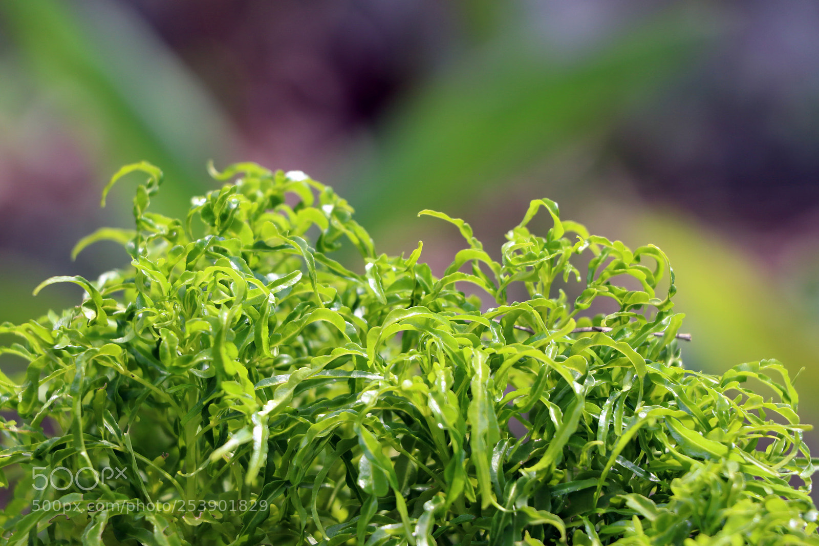 Canon EOS 80D sample photo. Img photography