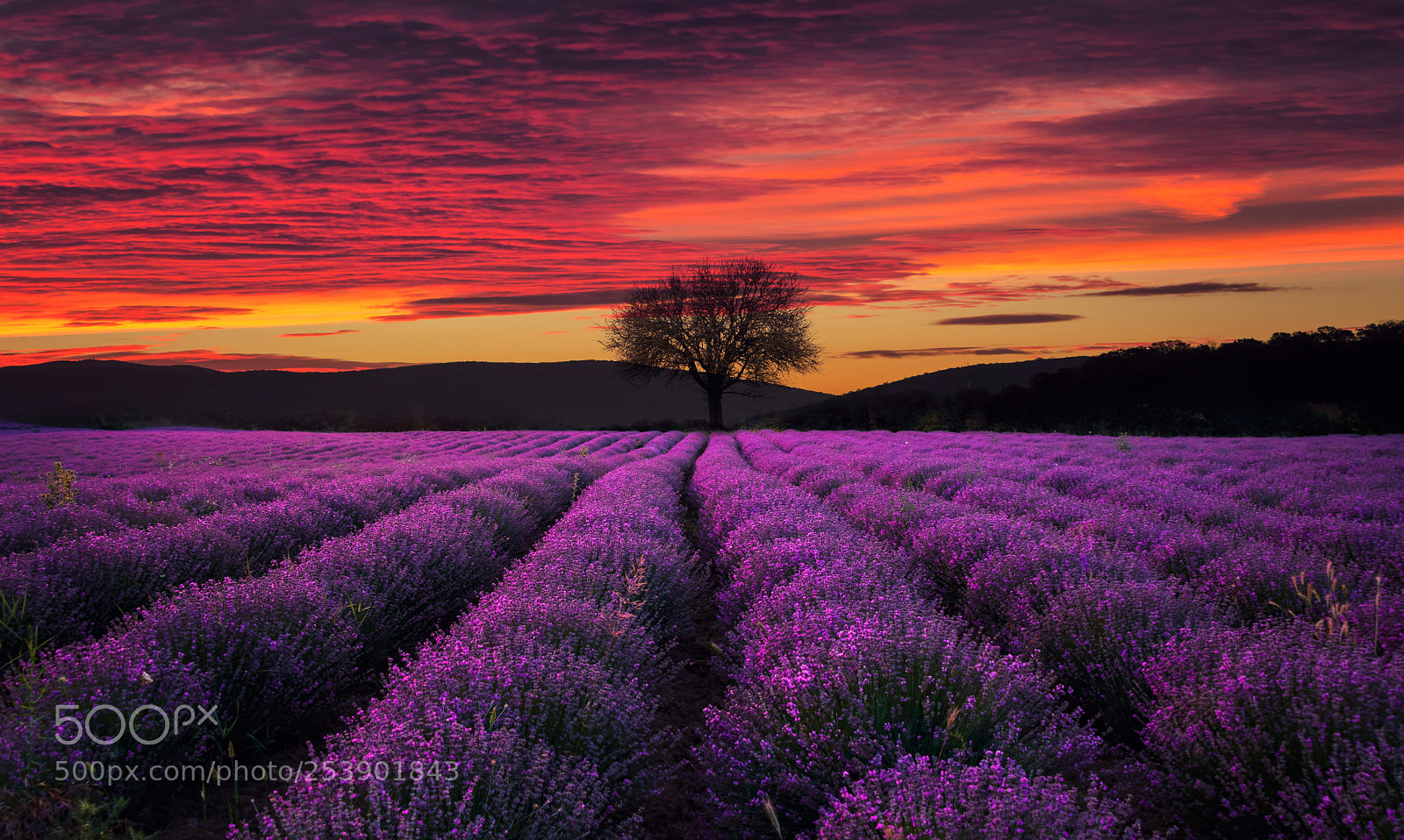 Nikon D5300 sample photo. The lavender field photography