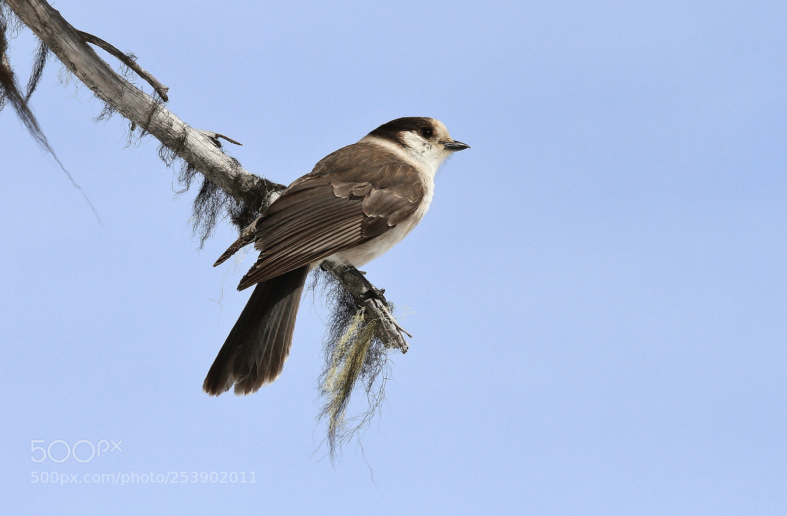 Canon EOS 7D sample photo. Grey jay display photography