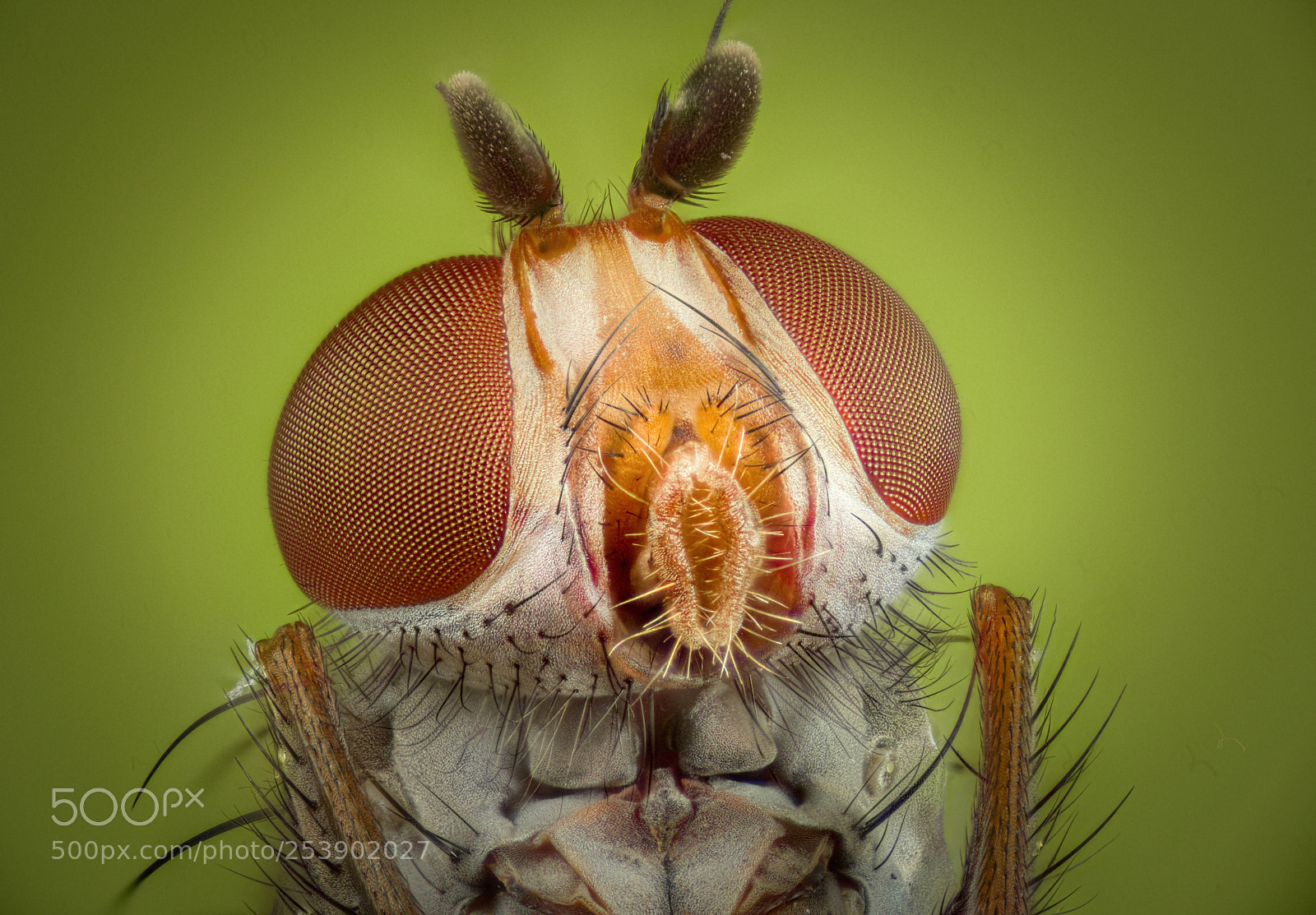 Nikon D810 sample photo. Underside of small red photography