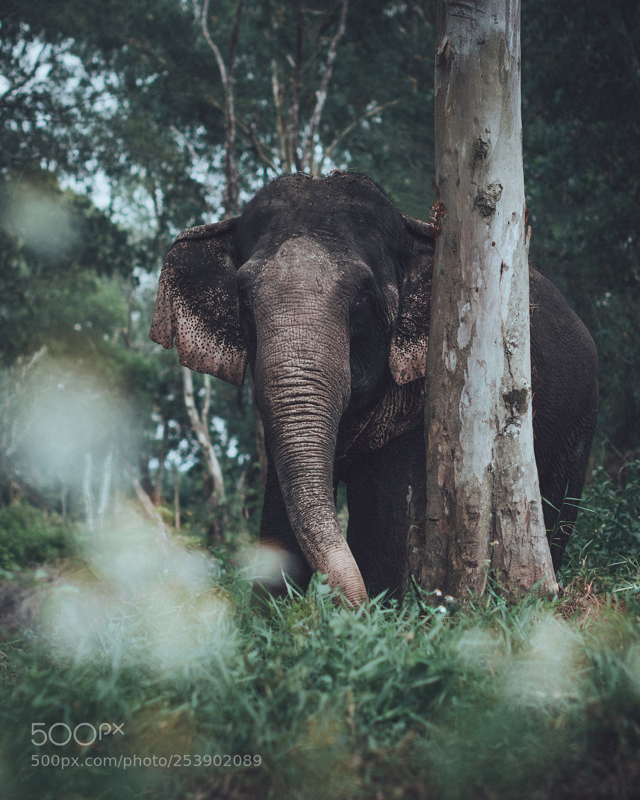Canon EOS 5D Mark IV sample photo. Jungle encounters photography