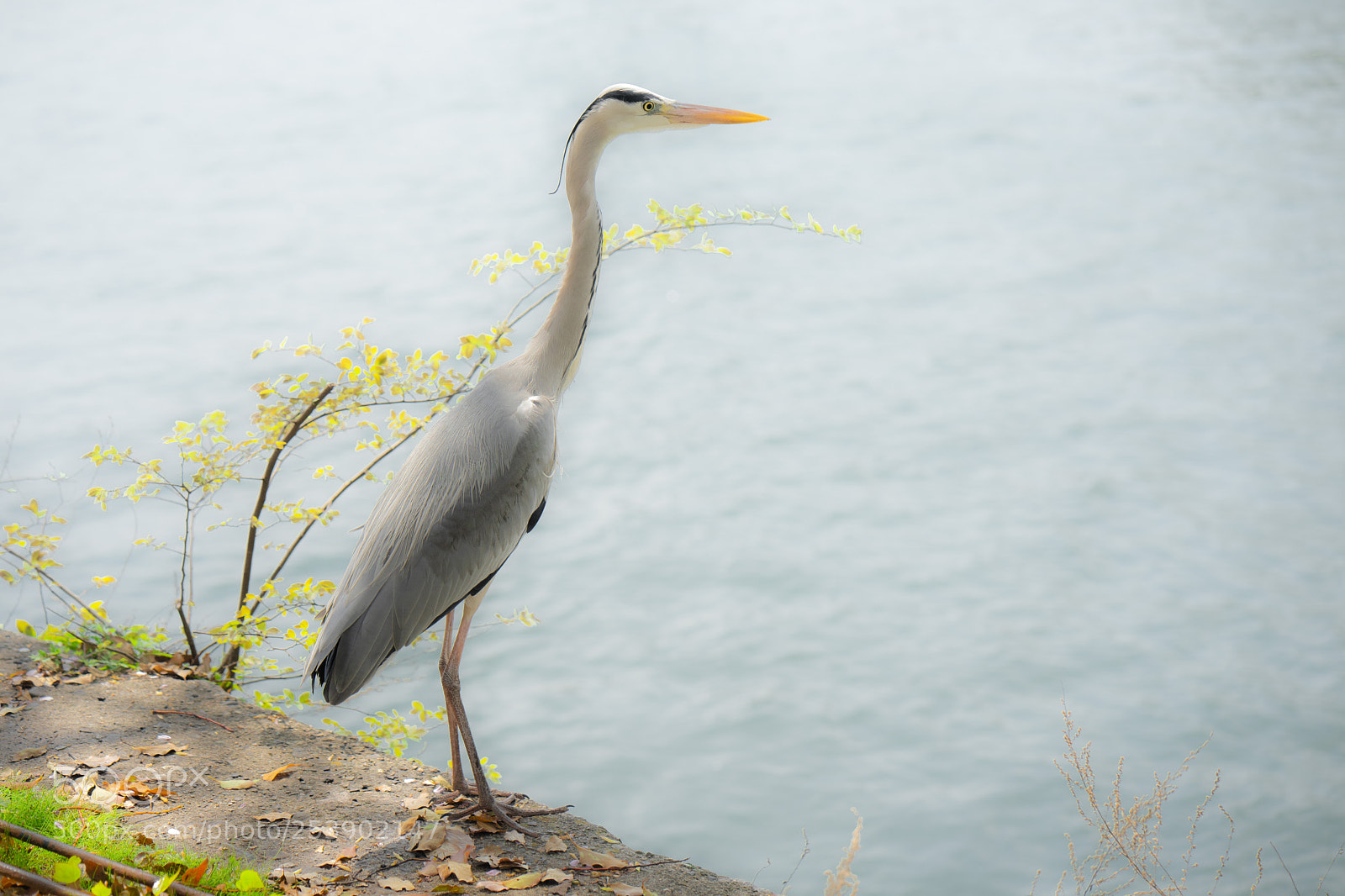 Sony a7 sample photo. Japan - hiroshima photography