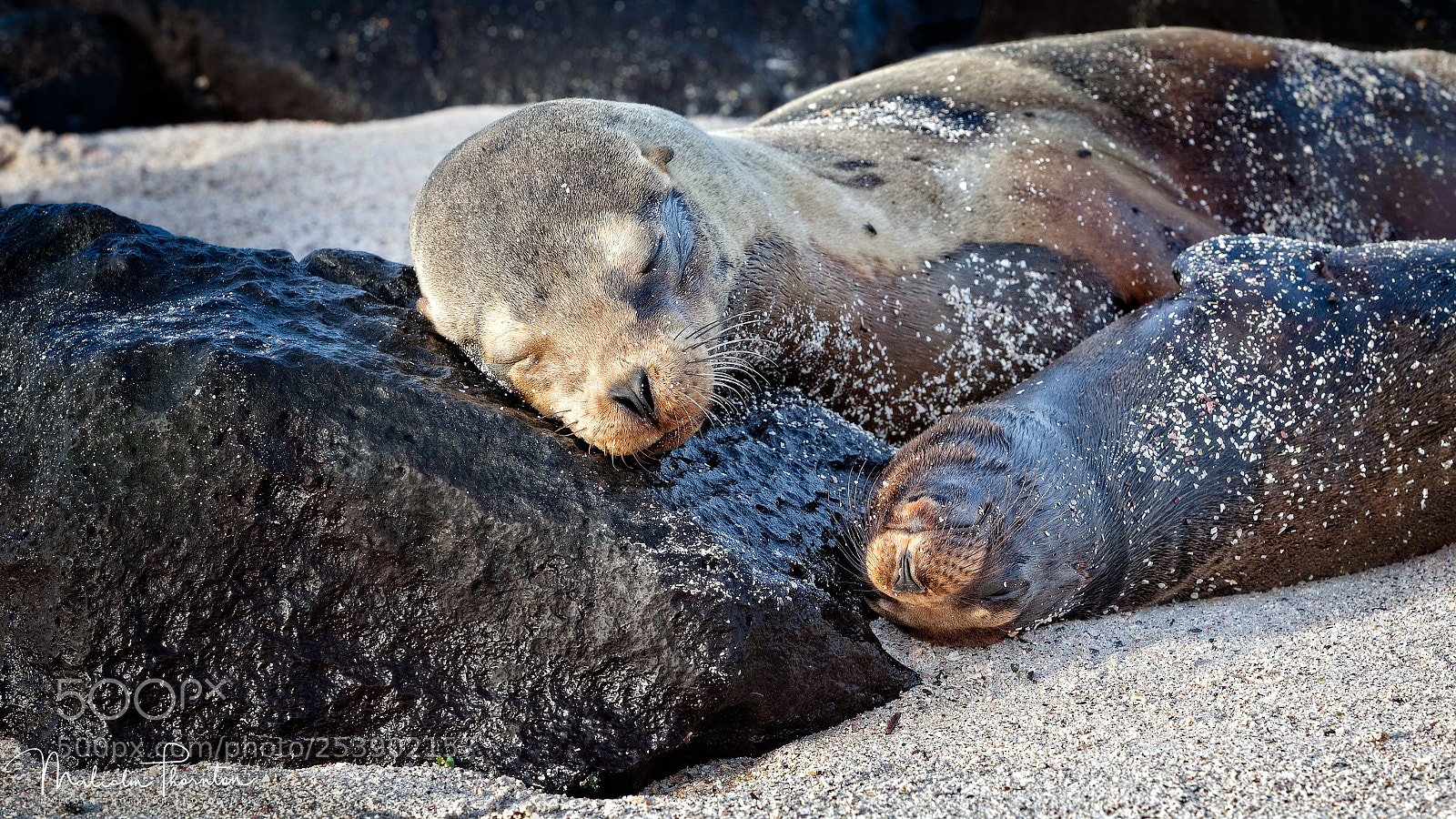 Canon EOS 5D Mark II sample photo. Galapagos fur seal and photography