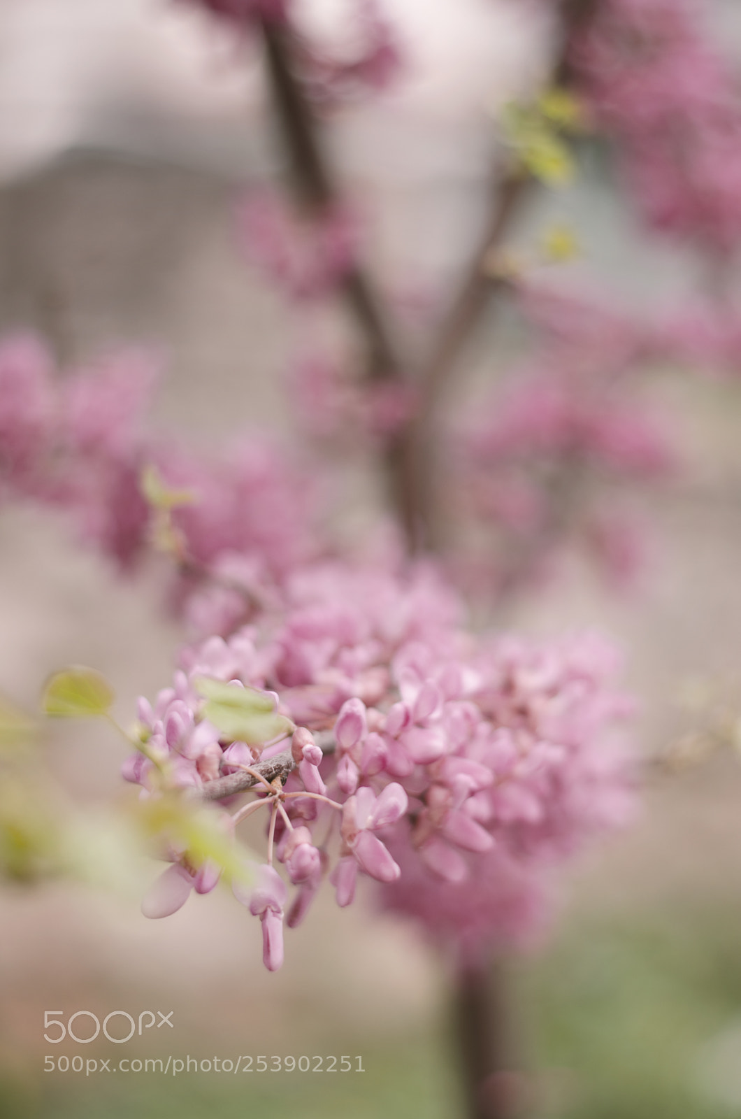 Nikon D5100 sample photo. ..... photography