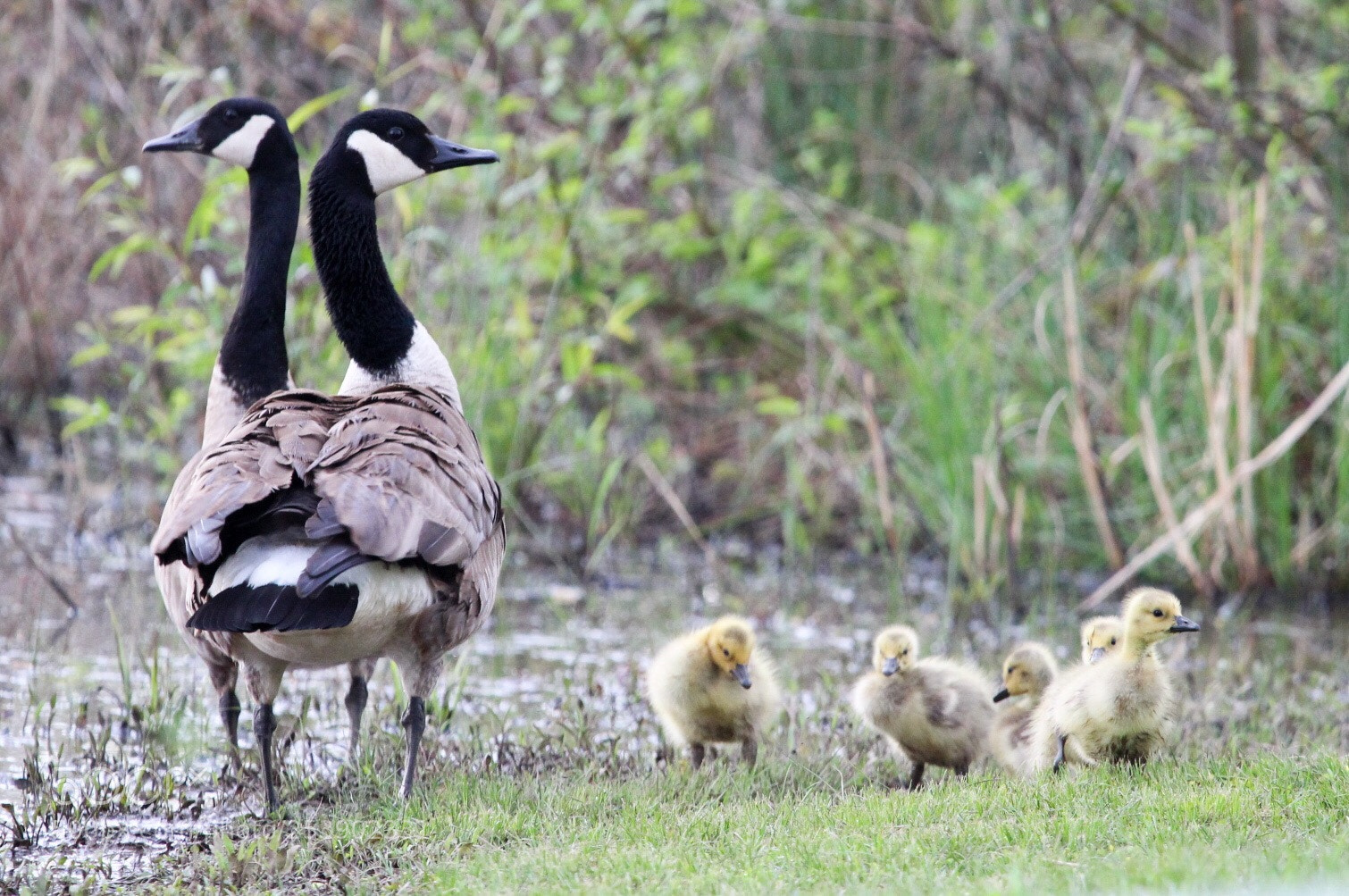 Canon EOS 1300D (EOS Rebel T6 / EOS Kiss X80) sample photo. Goose family photography