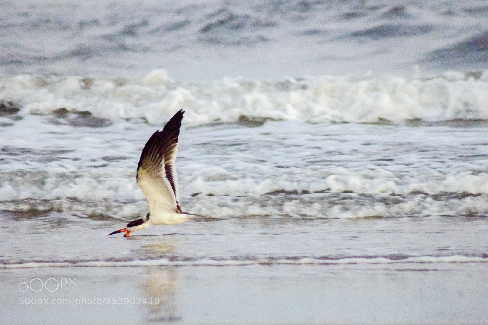 Nikon D5300 sample photo. Seagull photography