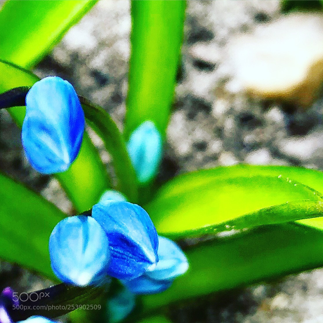 Apple iPhone 8 Plus sample photo. Tiny blue flowers photography