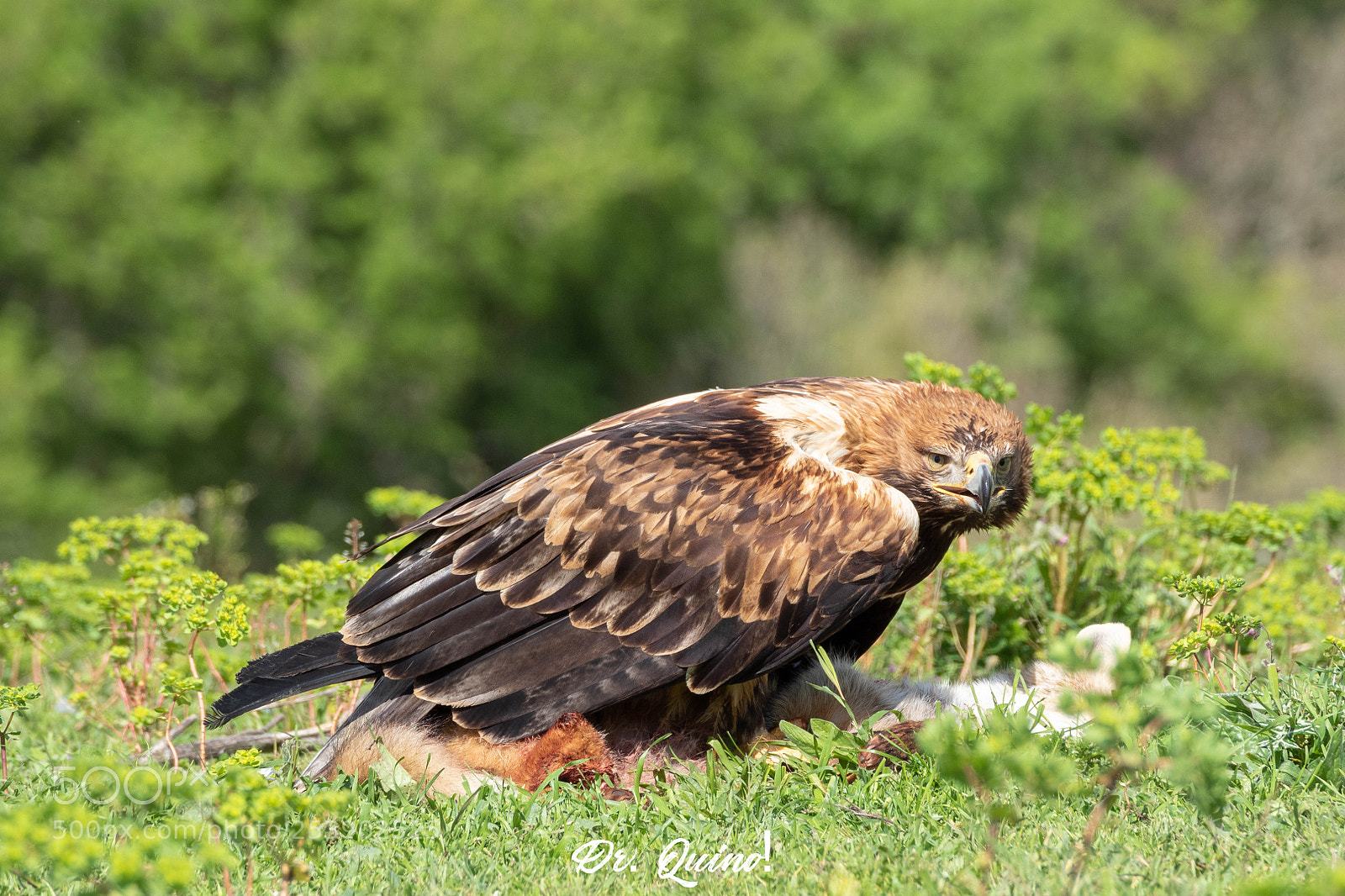 Olympus OM-D E-M5 II sample photo. Aguila imperial devorando zorro photography