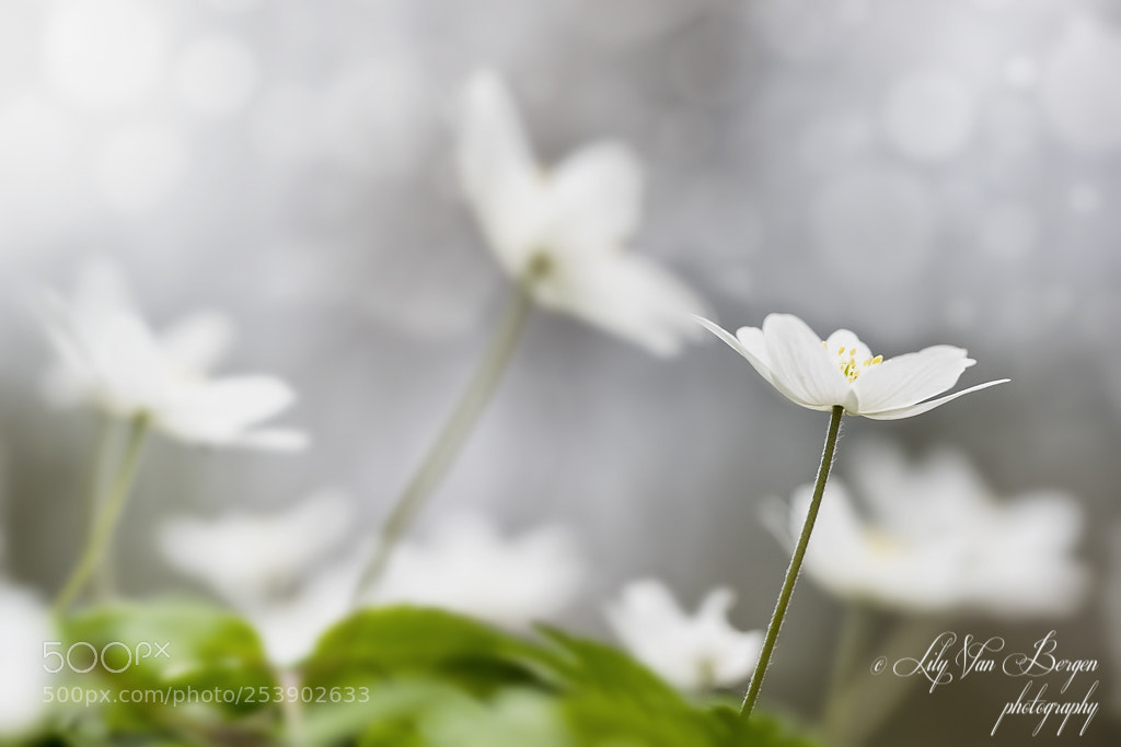 Nikon D810 sample photo. Dreamflowers photography