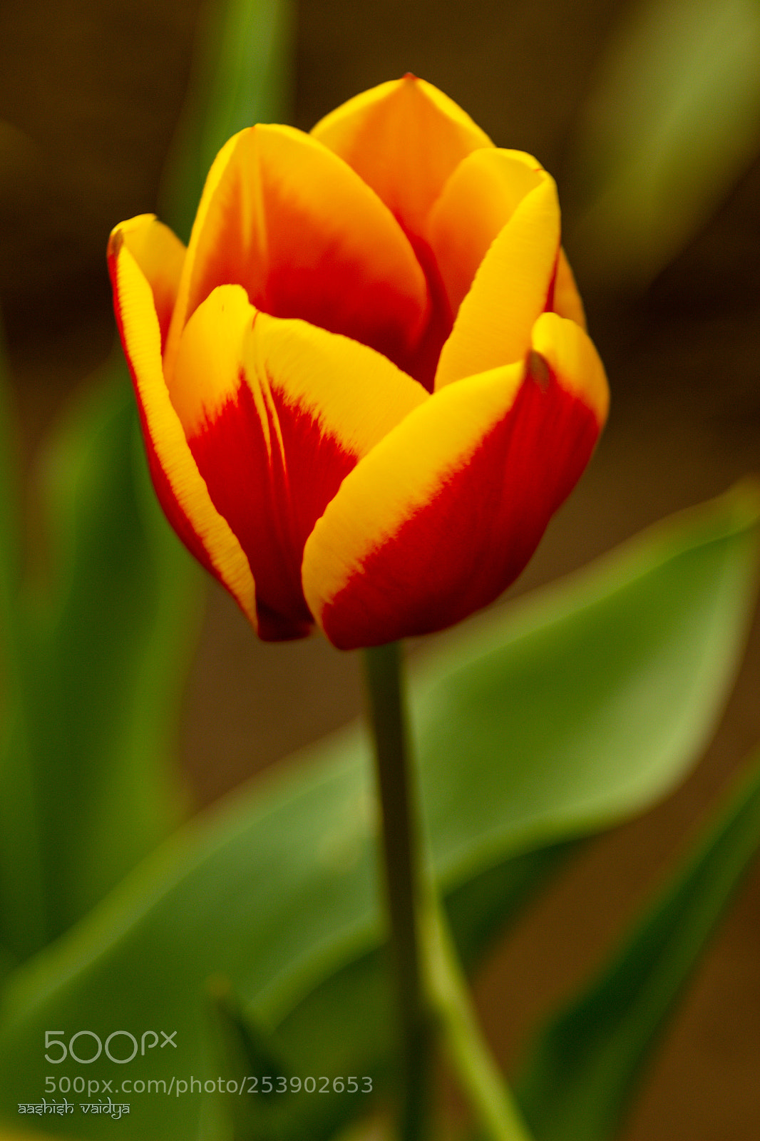 Canon EOS 600D (Rebel EOS T3i / EOS Kiss X5) sample photo. Tulip photography