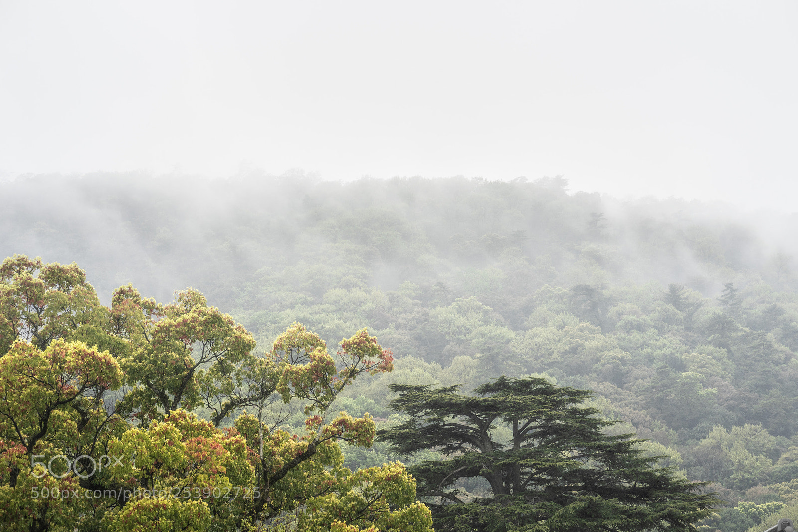 Sony a7 sample photo. Japan photography