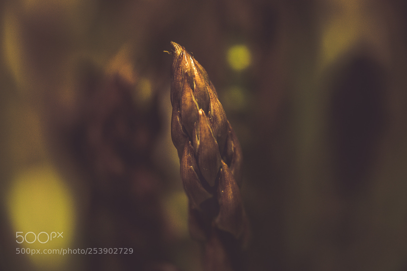 Sony a7 II sample photo. Spring and vegatables photography