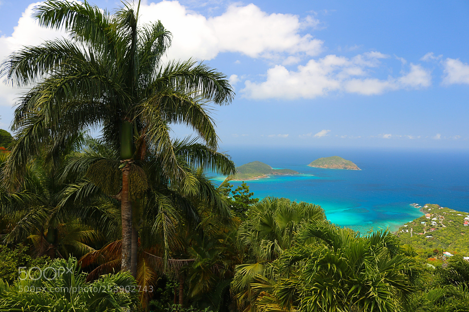 Canon EOS 750D (EOS Rebel T6i / EOS Kiss X8i) sample photo. St thomas palm tree photography