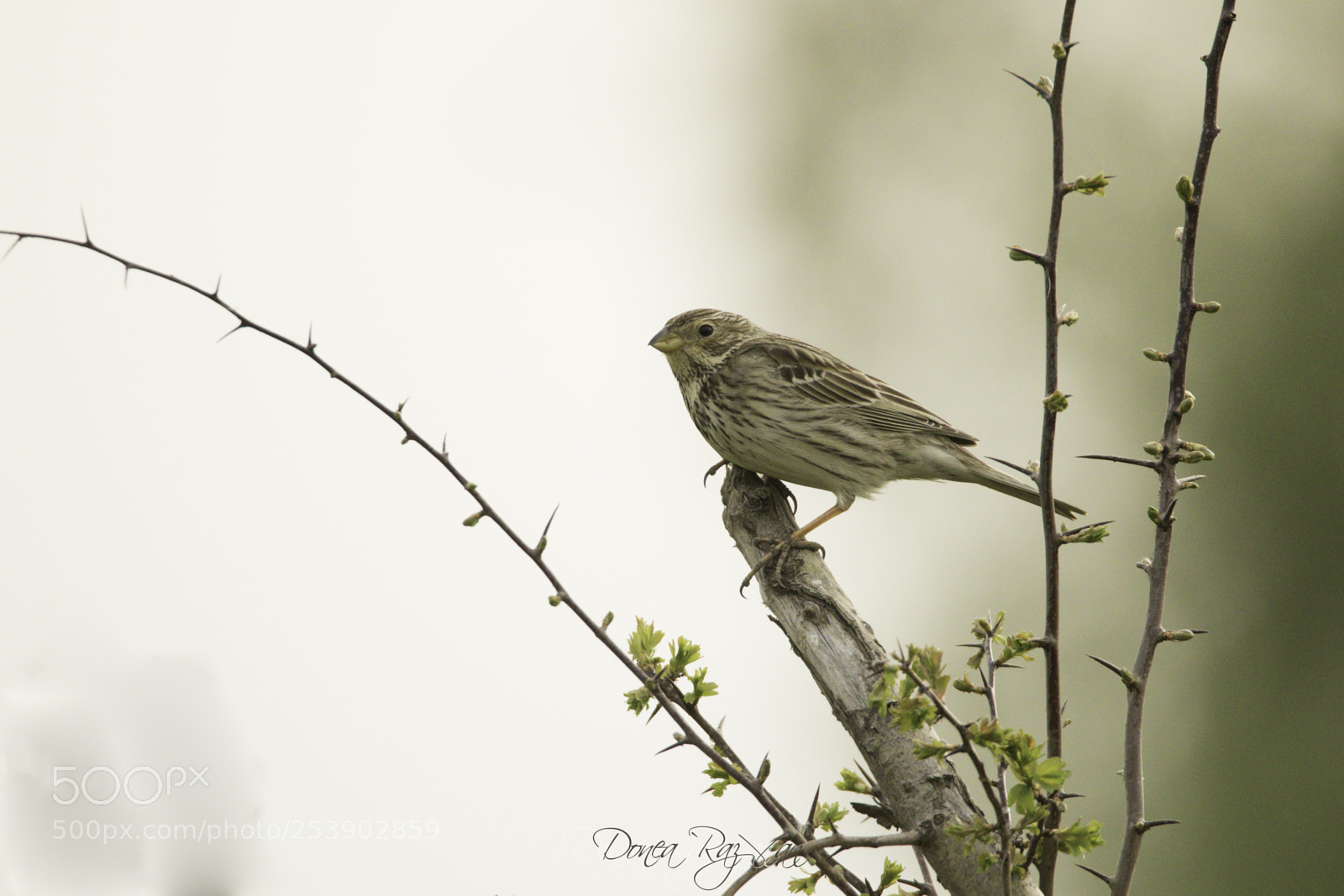 Canon EOS 7D Mark II sample photo. Bird photography