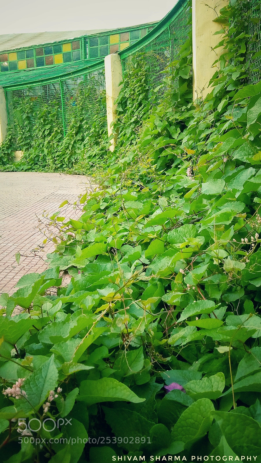 Motorola Moto E4 sample photo. Lost green photography