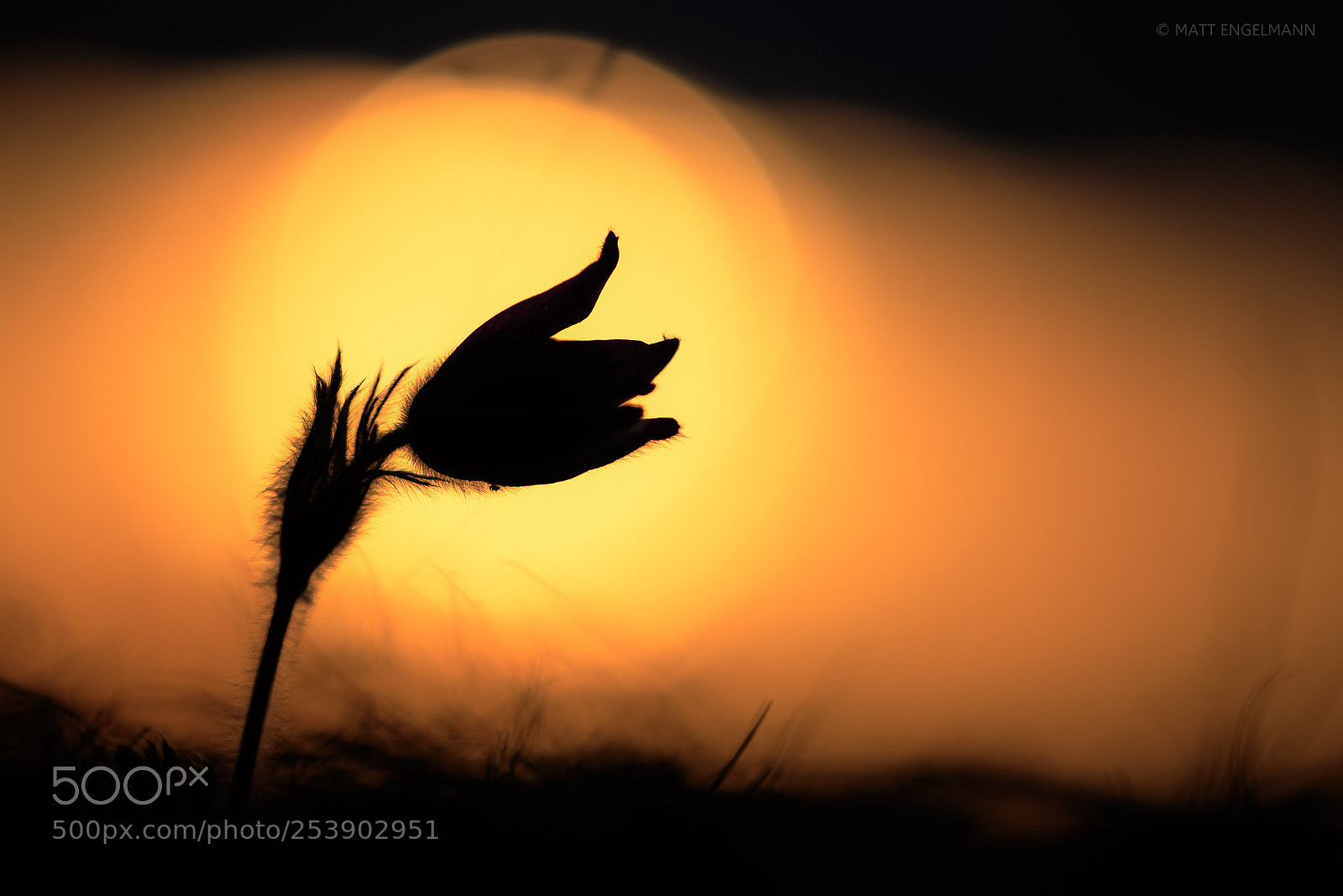 Canon EOS-1D X Mark II sample photo. Pulsatilla photography