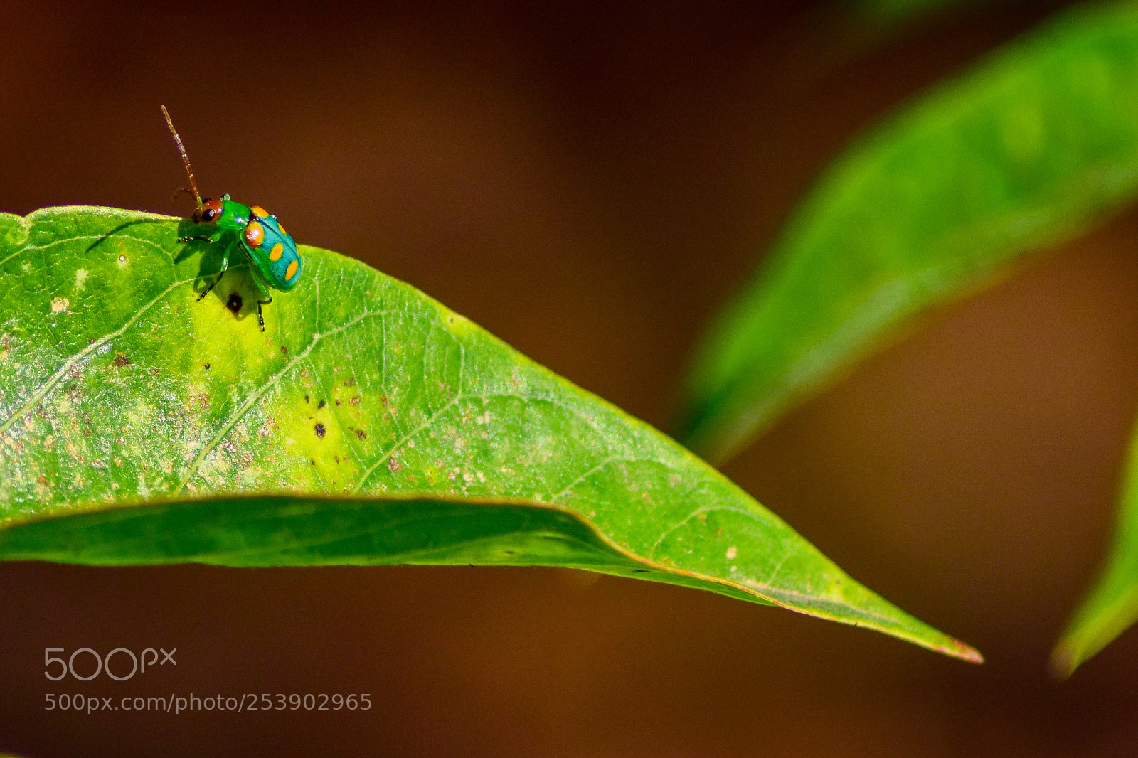Nikon D5300 sample photo. Green ladybug photography