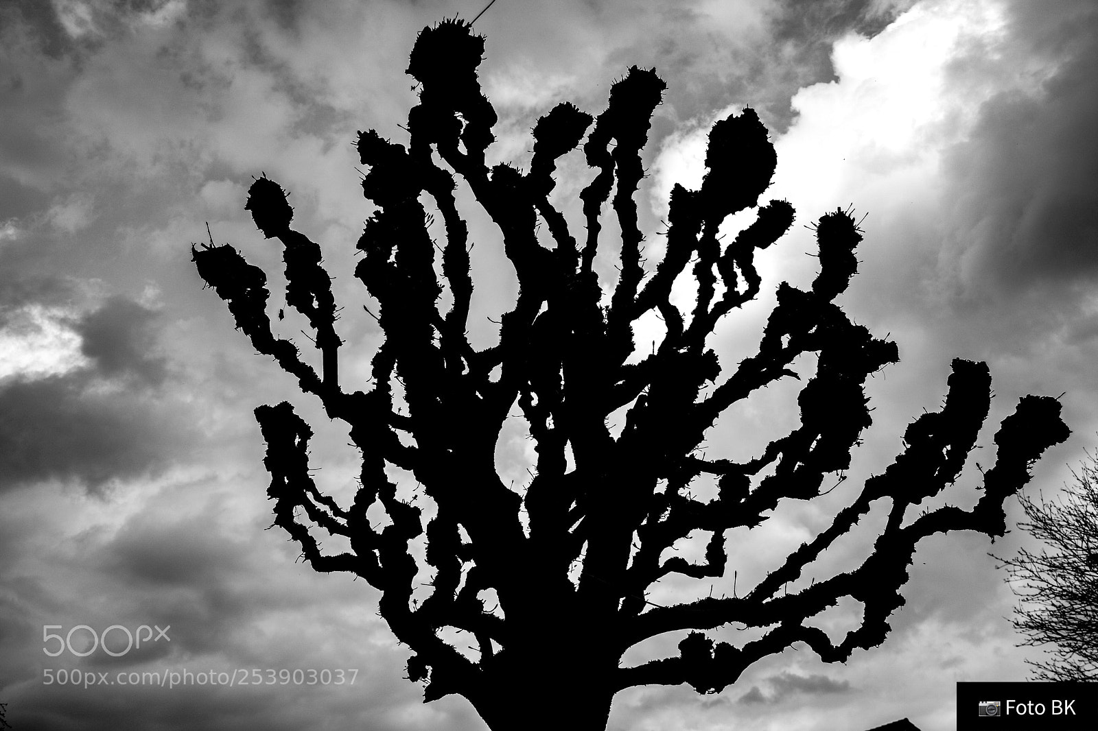 Nikon D3300 sample photo. Tree photography