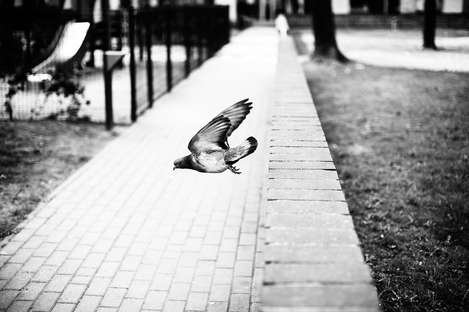 Canon EOS 6D Mark II sample photo. Flight 225.365 photography