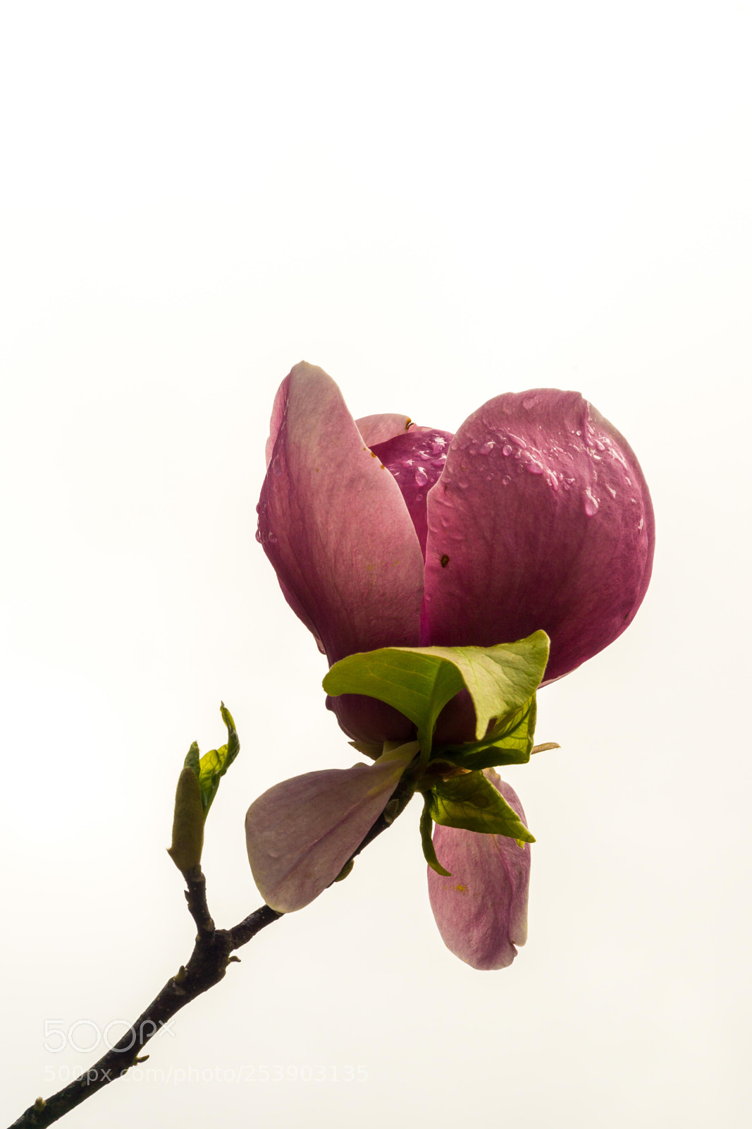 Sony a6000 sample photo. Magnolie blandy garden madeira photography