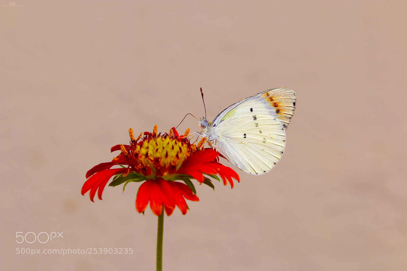 Canon EOS 70D sample photo. Crimson-tip butterfly photography
