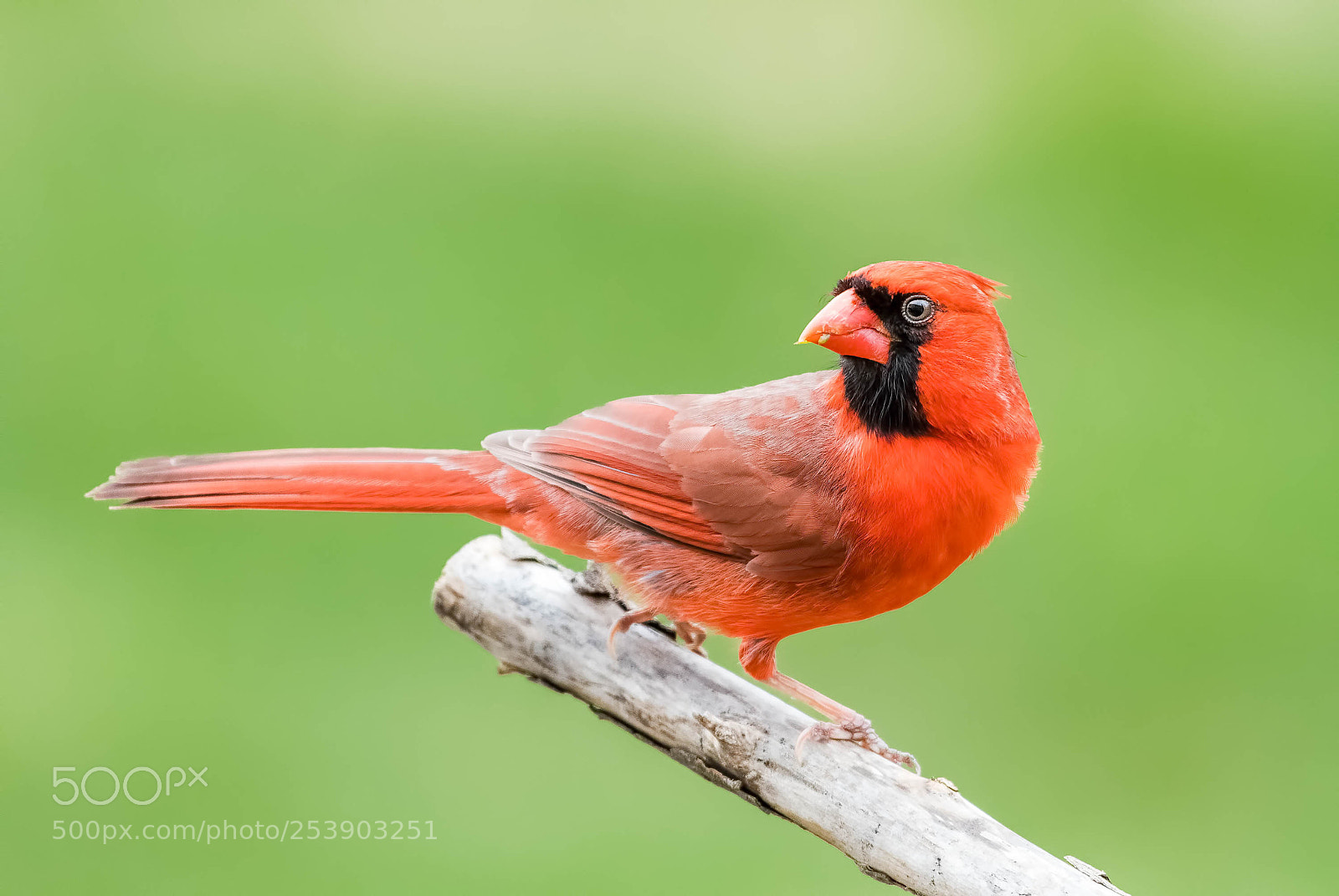 Nikon D500 sample photo. Cardinal, male photography