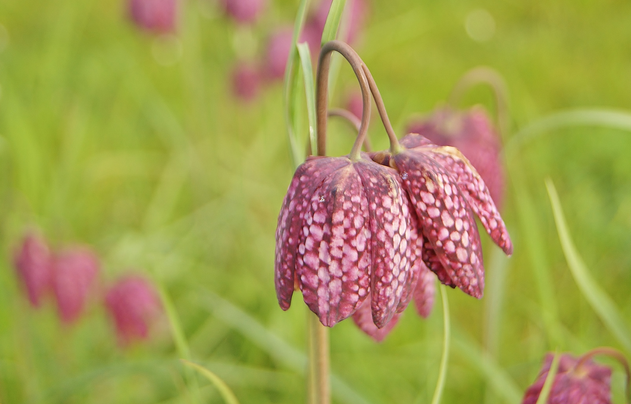 Sony Alpha DSLR-A380 sample photo. Today 7 degree spring beauties :-) photography