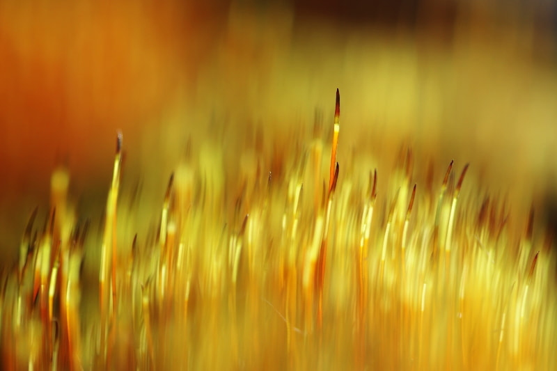 Tamron SP AF 90mm F2.8 Di Macro sample photo. At sunrise photography