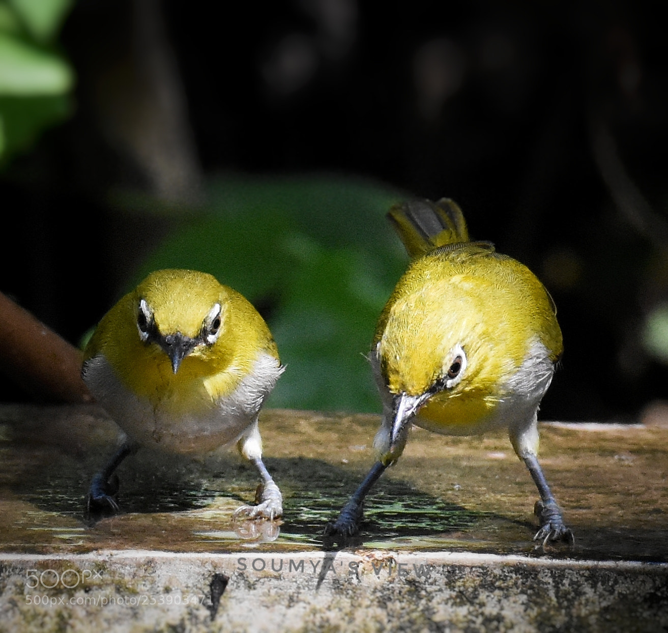 Nikon D7200 sample photo. The speckled guys photography