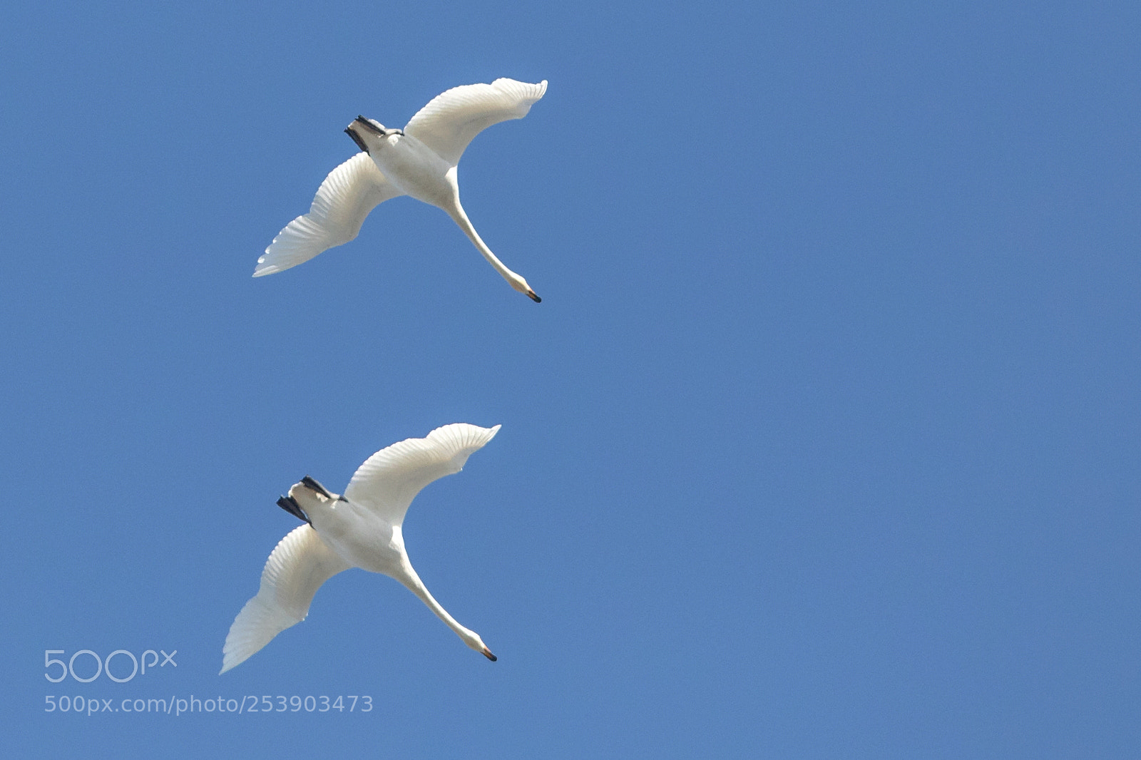Canon EOS 5D Mark IV sample photo. Whooper swan photography