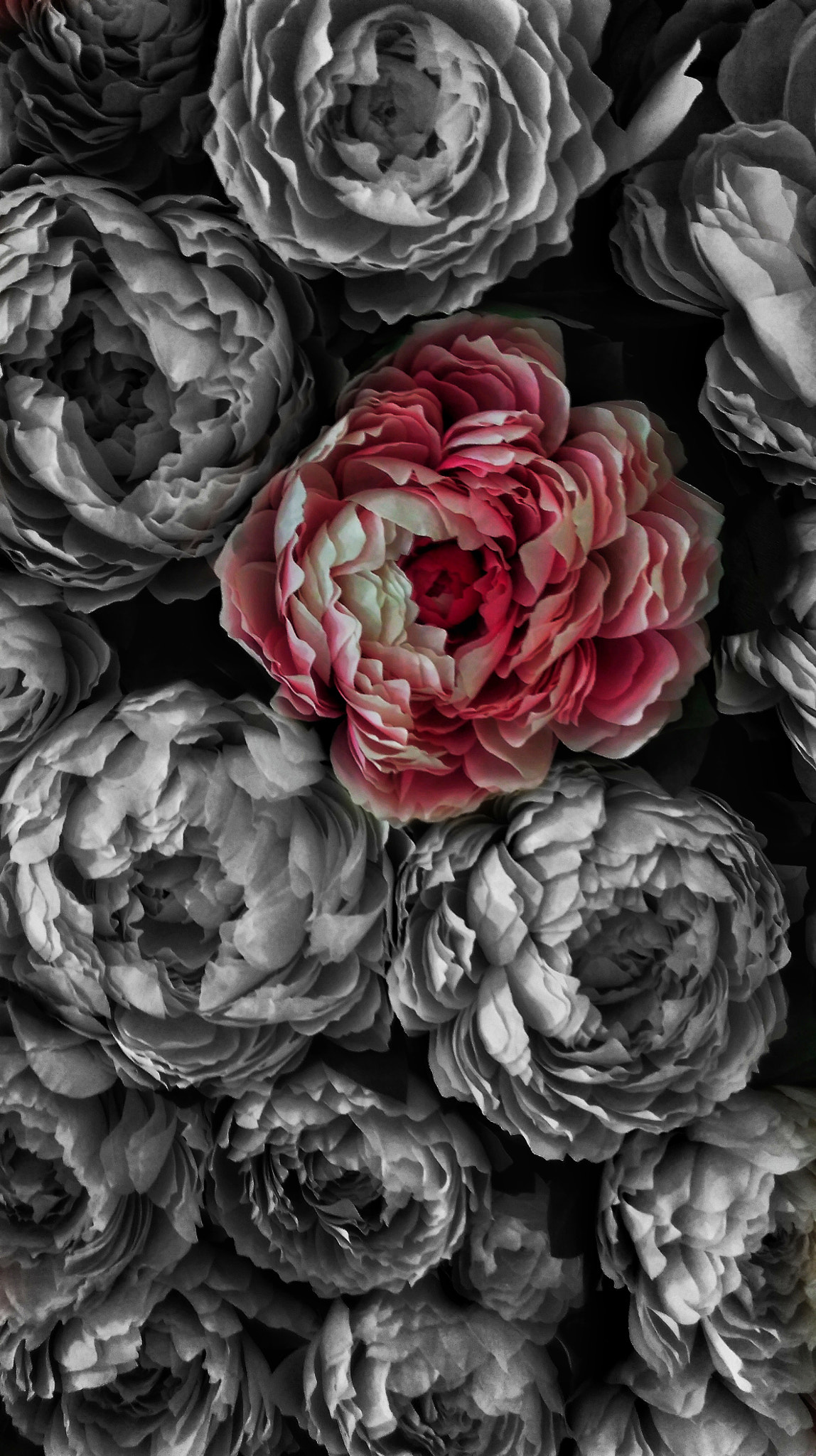 HTC DESIRE 626 sample photo. Roses photography