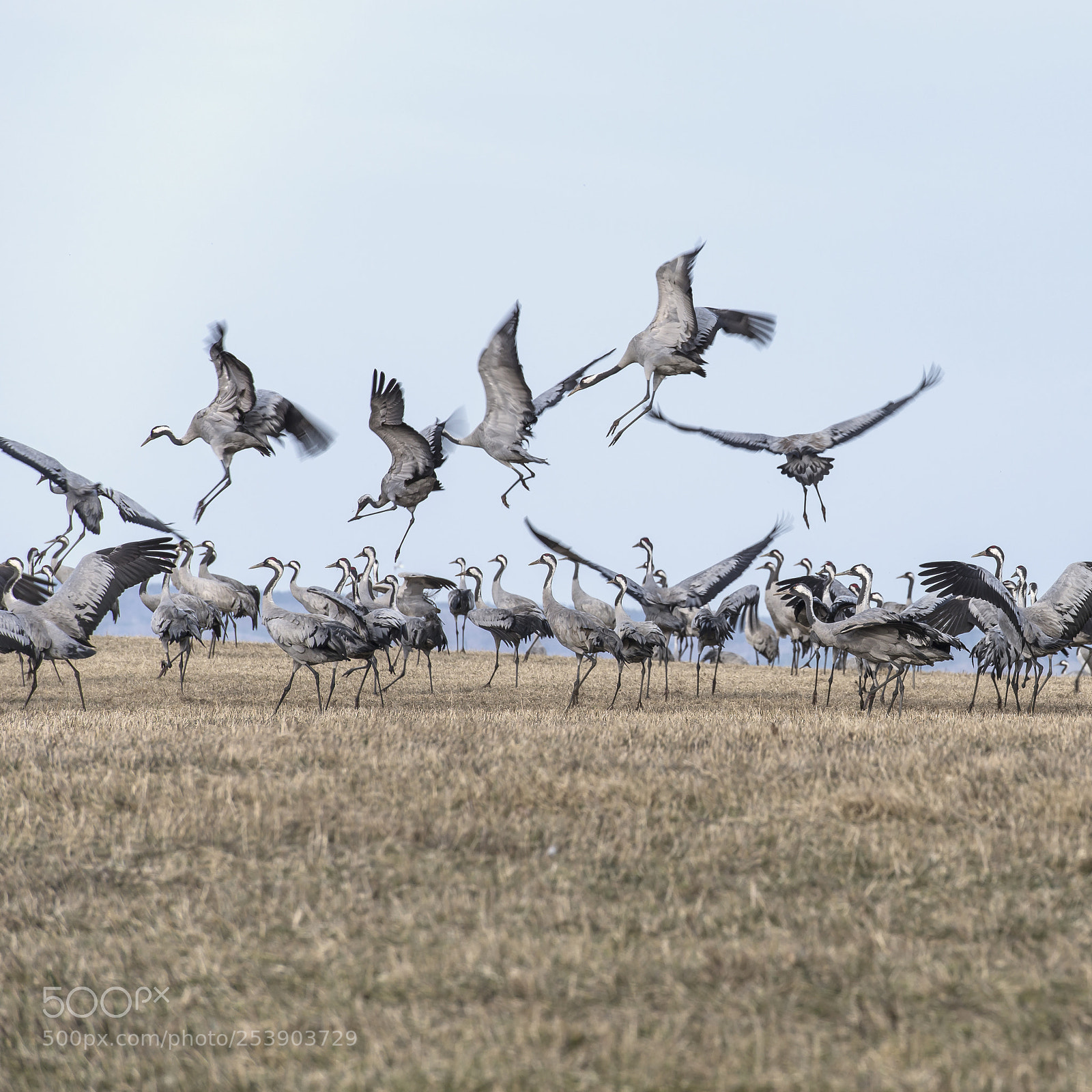 Nikon D610 sample photo. Cranes at hornborgasjön photography
