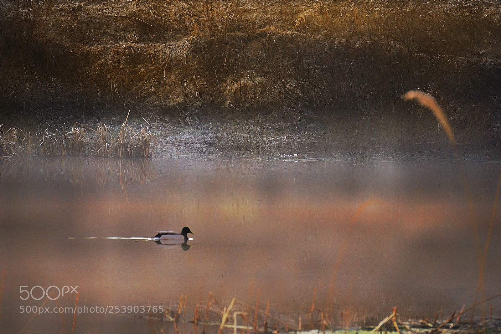 Sony a6000 sample photo. Bird photography