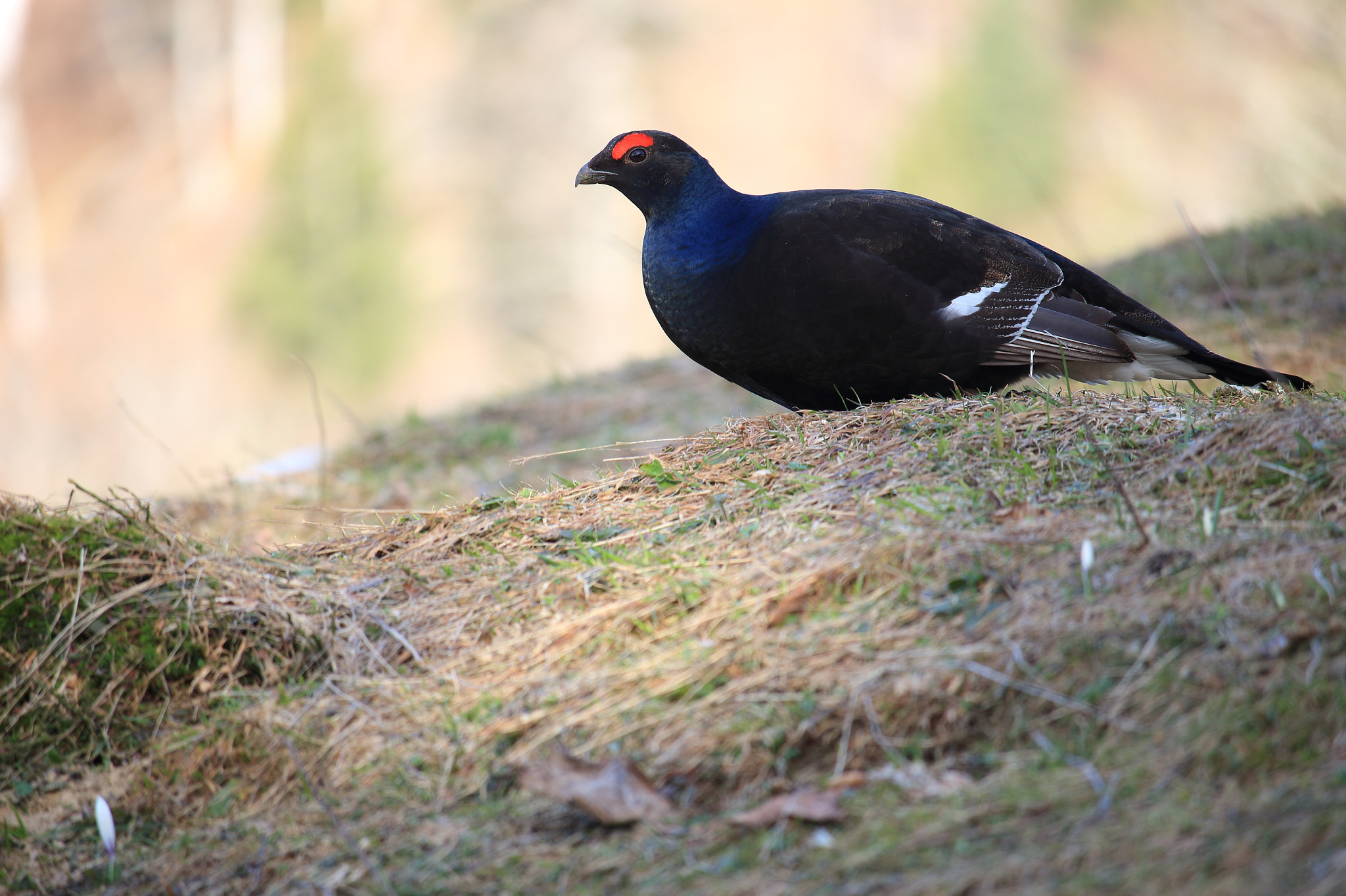 Canon EF-S 55-250mm F4-5.6 IS STM sample photo. Birkhuhn photography