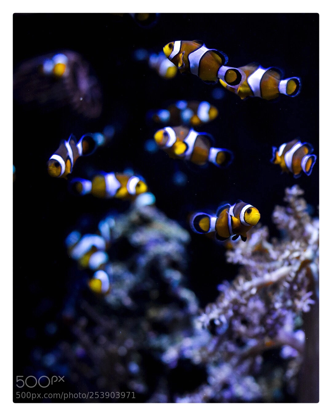 Canon EOS 1200D (EOS Rebel T5 / EOS Kiss X70 / EOS Hi) sample photo. Finding nemo photography