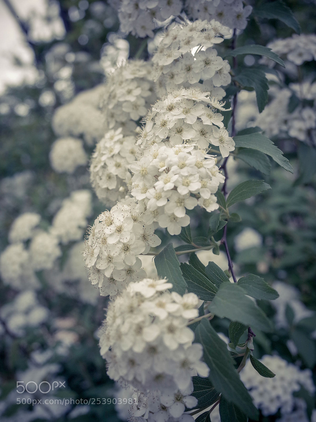 Ricoh GR II sample photo. Untitled photography