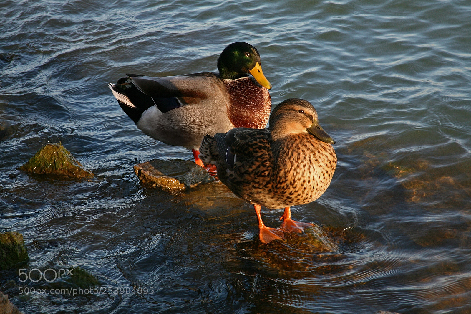 Canon EOS 5D sample photo. Two ducks in the photography