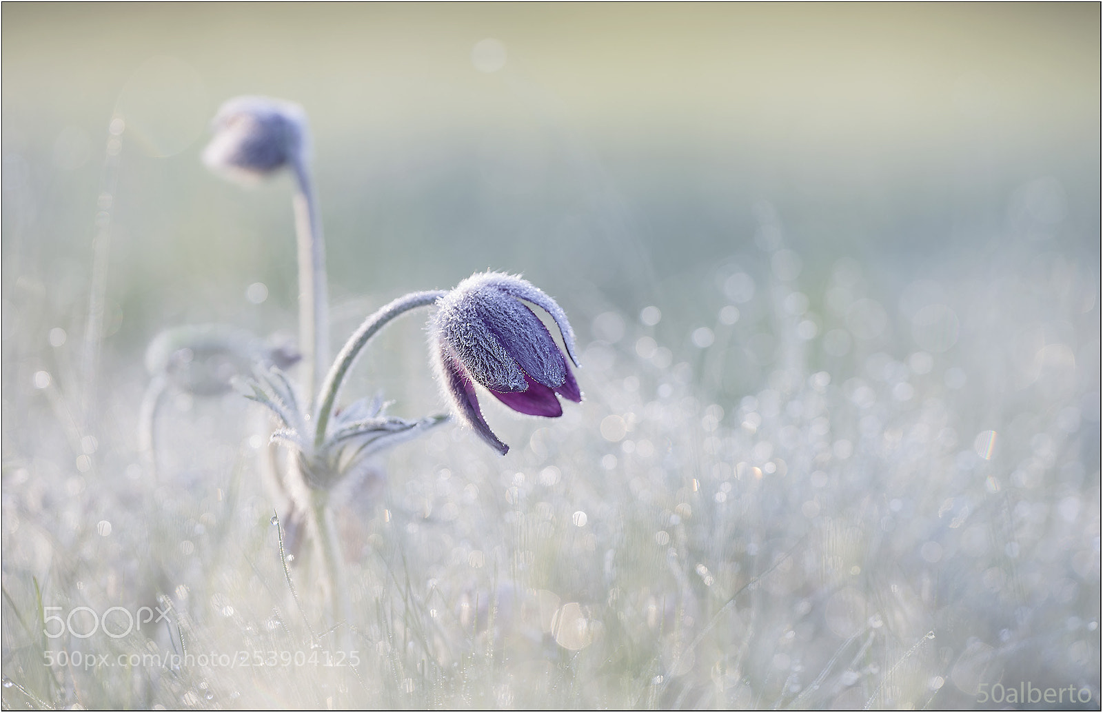 Nikon D610 sample photo. Pulsatilla montana 2 photography