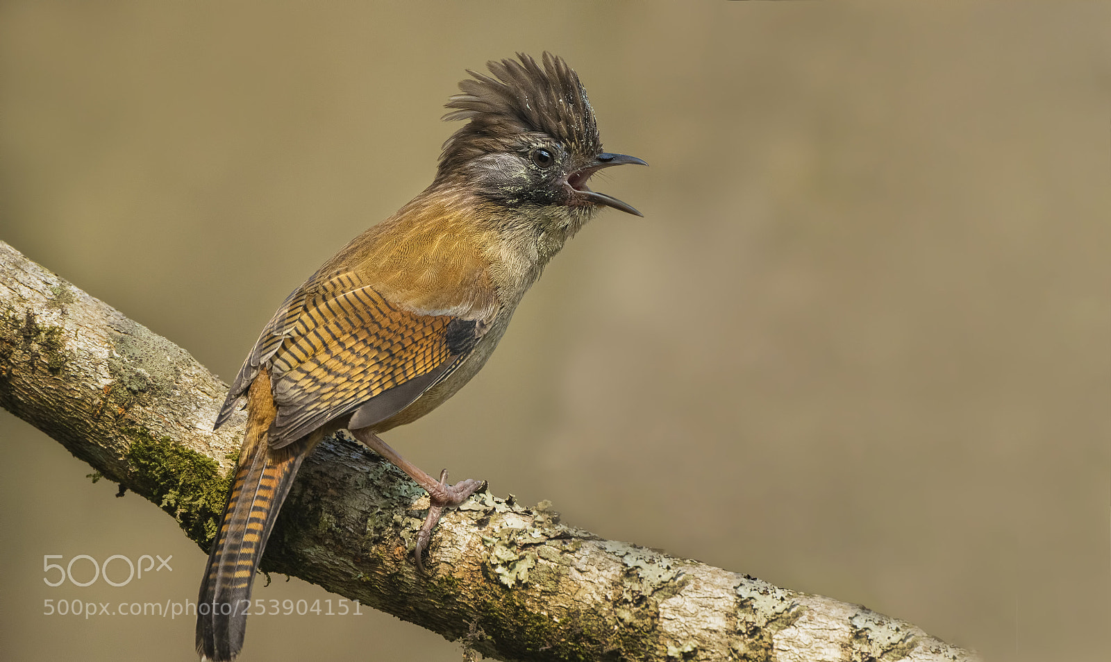Nikon D500 sample photo. Streak throated barwing photography