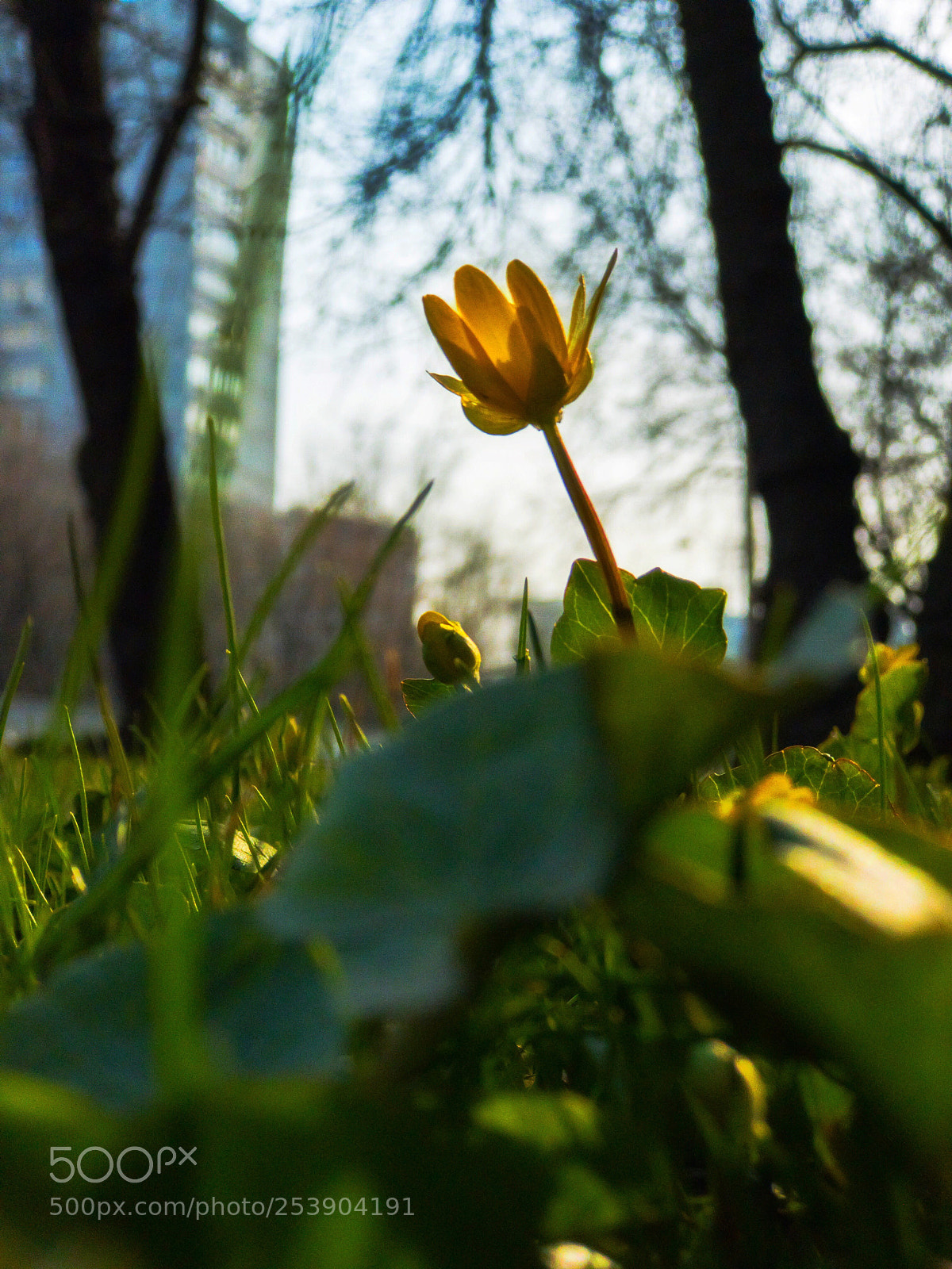 Apple iPhone 7 Plus sample photo. Spring-1 iphoneography photography