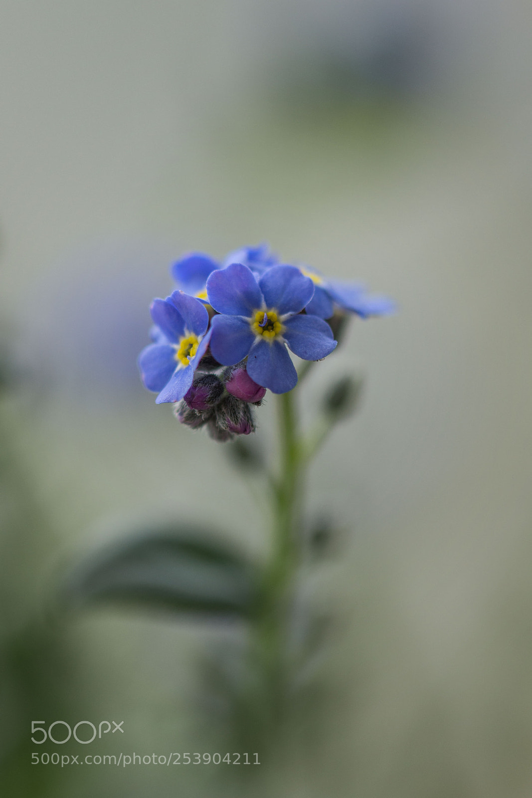 Canon EOS 700D (EOS Rebel T5i / EOS Kiss X7i) sample photo. Forget-me-not photography