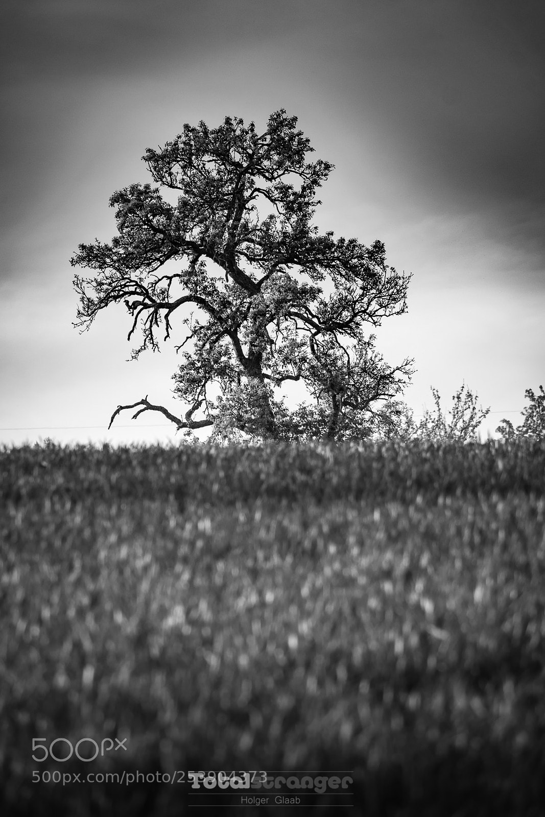 Fujifilm X-T10 sample photo. Tree photography