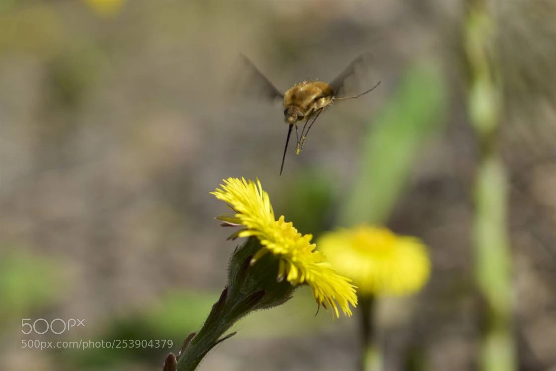 Sony SLT-A99V sample photo. Wool slider photography